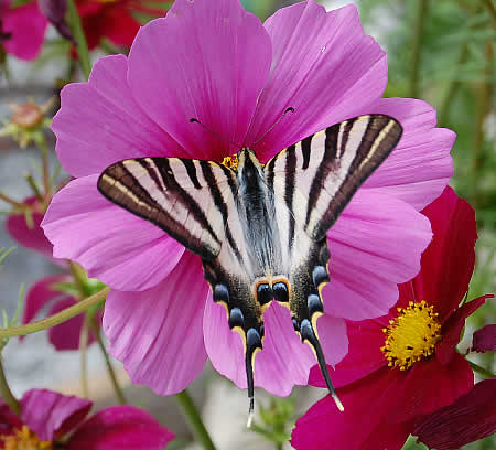 scarce swallowtail