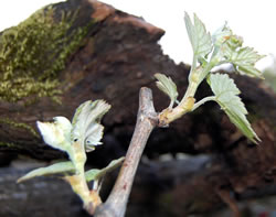 This years vines have started to grow