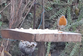 Feeding the birds and other chores