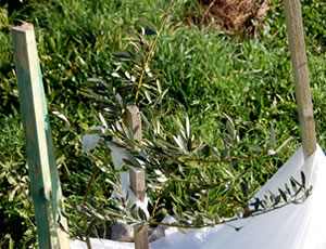 Has the future olive grove survived