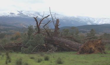 The fallen giant looking at the snow