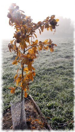 Frosty morning