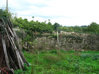 just an overgrown yard