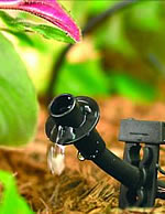single plant irrigation