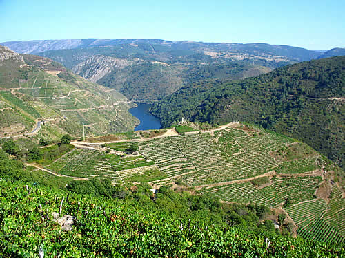 ribeira sacra vine