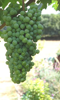 Grapes getting ready and sweet