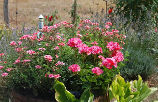 Geraniums in full bloom.