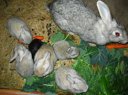 conechos - kaninchen - bunnies