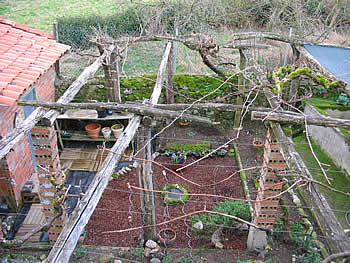 vine cut