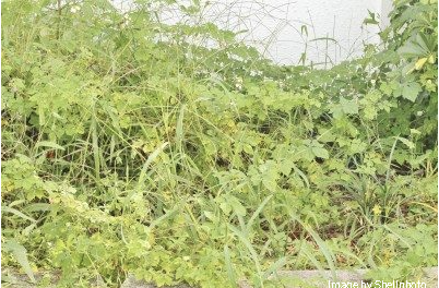 Overgrown garden